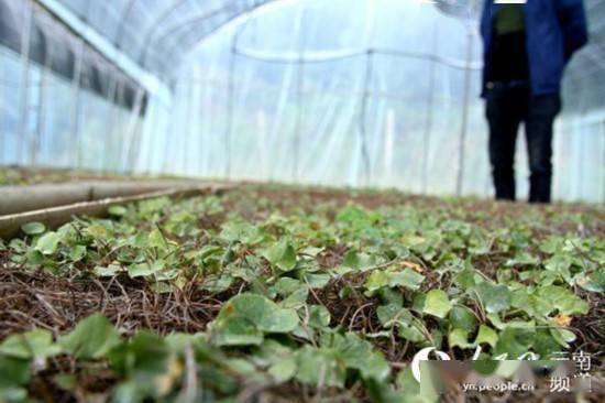 核桃之乡觅良方 中草药科技与产业升级的技术咨询路径