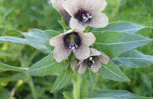 我国名贵中药材概览及中草药科技领域技术咨询分析