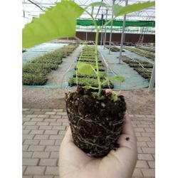 杂交构树种植技术在中草药科技领域的应用与咨询