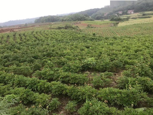 创新模式 以奖代补 中药材种植成为东宝区脱贫增收新引擎