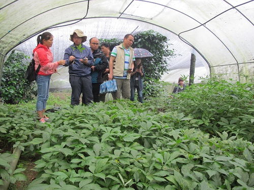 省农科院助力芒市中草药产业发展 开展中药材种植技术调研与咨询服务