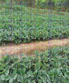 甜查理草莓苗种植技术与中草药科技咨询在镇江的应用前景