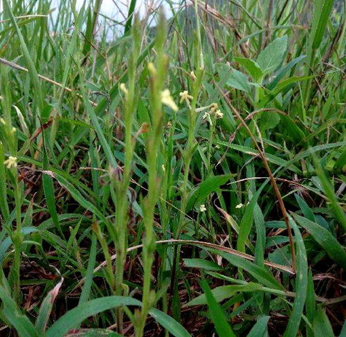 疳积草 被忽视的乡野宝藏，中草药科技领域的价值重塑