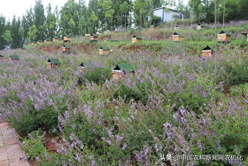 河南省卢氏县中药材高质量发展 依托1225种优势资源，深化中草药科技咨询价值