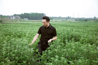 聚焦眼部健康 传统艾灸与现代科技的创新融合