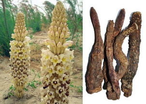 中草药科技领域技术咨询 定义、范畴与价值解析