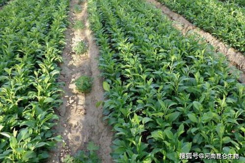 中药材常见土传病害防治与中草药科技咨询服务指南