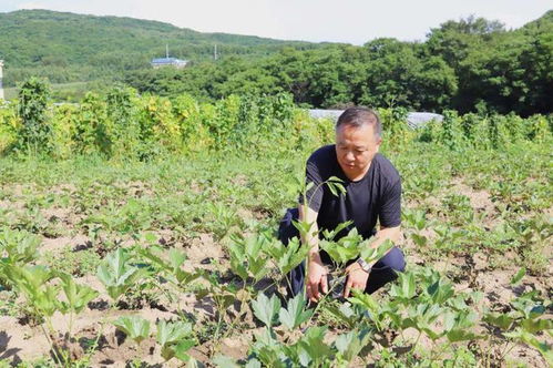 科技赋能，良方增效 通化市以技术咨询驱动中药材产业高质量发展