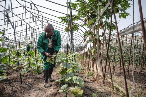 携手登高向新 萌绿中非现代化合作之路——聚焦中草药科技领域的技术咨询新机遇