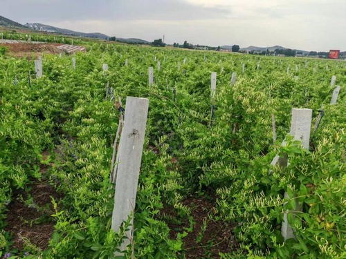 新年豪言振远安 金银花开富万家，中草药科技引领新征途