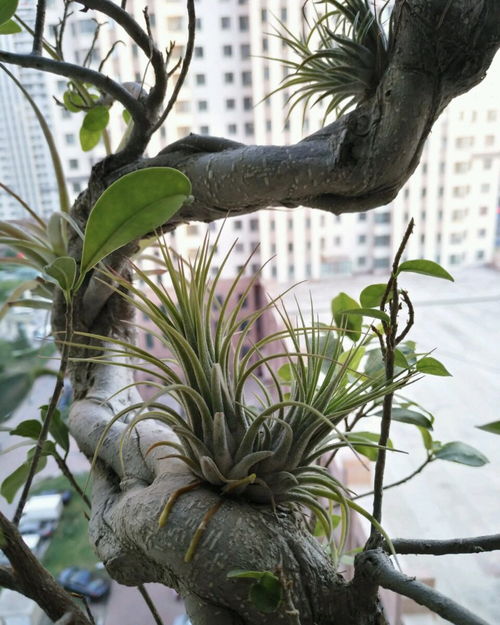 零成本打造精品中草药盆栽 8个居家再生技能全攻略