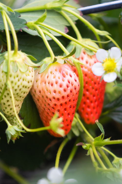 山东好景 济南推出中草药科技培育的“放心草莓”，引领健康饮食新风尚